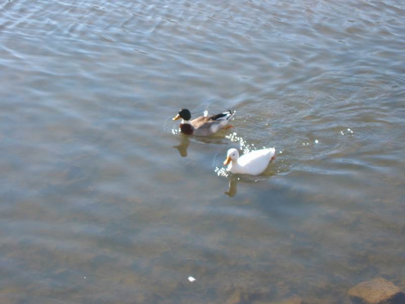 [BabsDad20040228_05.jpg thumbnail]