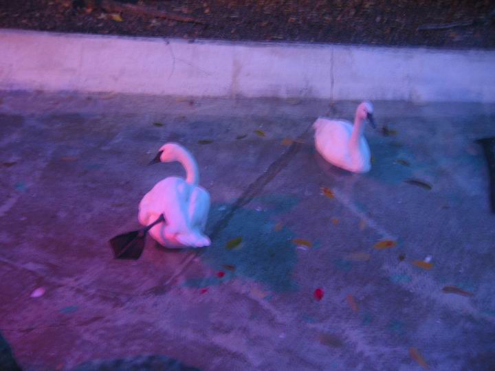 [BooZoo2003_27.jpg thumbnail]