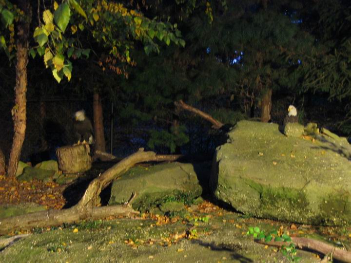 [BooZoo2003_29.jpg thumbnail]