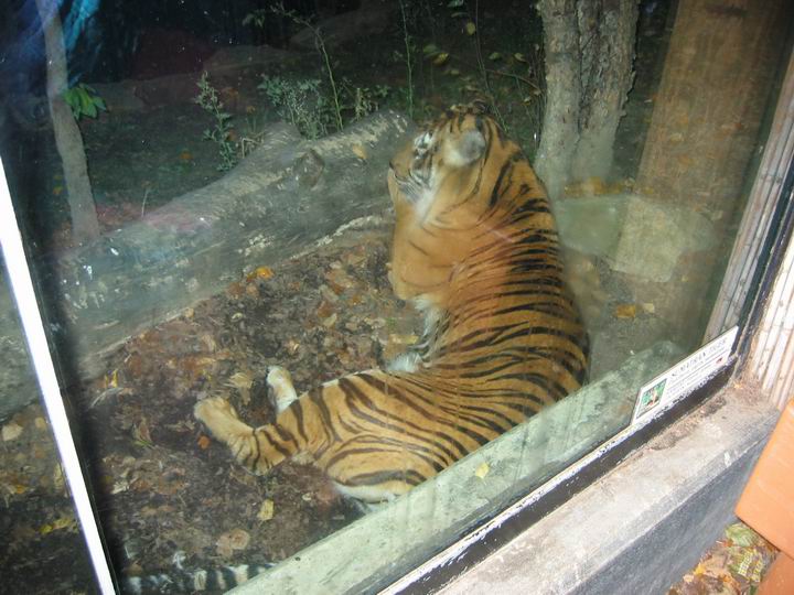 [BooZoo2003_41.jpg thumbnail]