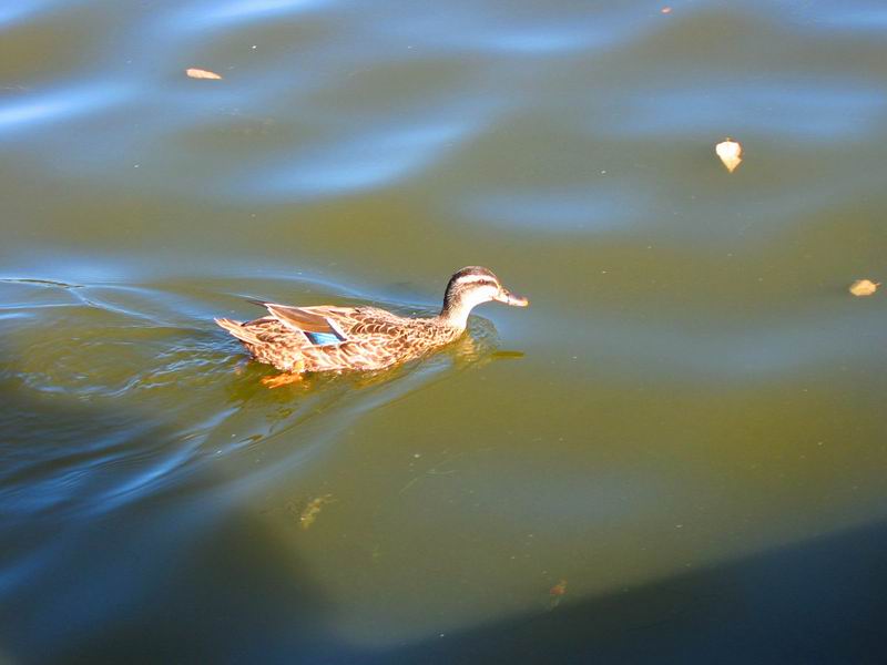 [Park20031012-07.jpg thumbnail]